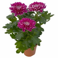 Chrysantheme 'Chrysanne® Zembla Next Purple' lila, großbl., Topf-Ø 13 cm,6er-Set