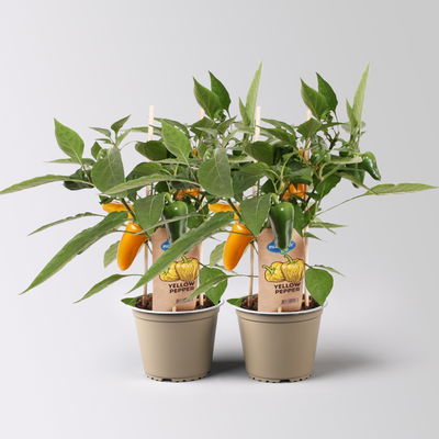 Snackpaprika 'Pick-&-Joy® Snack Pepper Yellow', Topf-Ø 14 cm, 2 Pflanzen