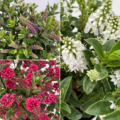 Hebe 'All Blooms®', Farbe zufällig, Topf-Ø 10,5 cm, 6 Pflanzen Hebe 'All Blooms®', Farbe zufällig, Topf-Ø 10,5 cm, 6 Pflanzen