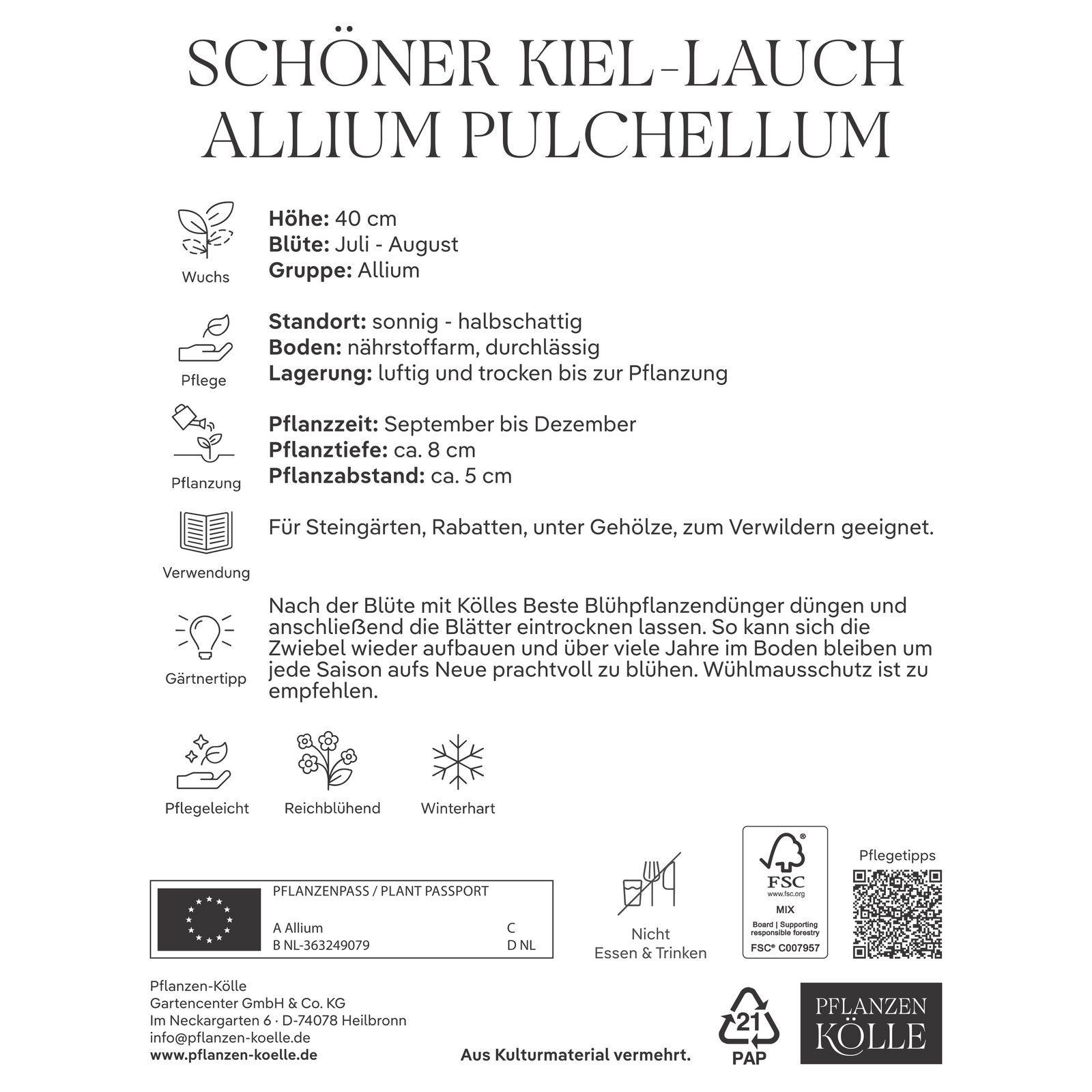 Kölles Beste Schöner Kiel-Lauch, Allium Pulchellum, 5 Blumenzwiebeln