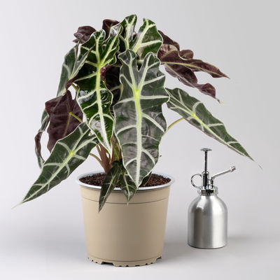 Alocasia 'Polly', Topf-Ø 17 cm, Höhe ca. 45 cm, 2 Pflanzen