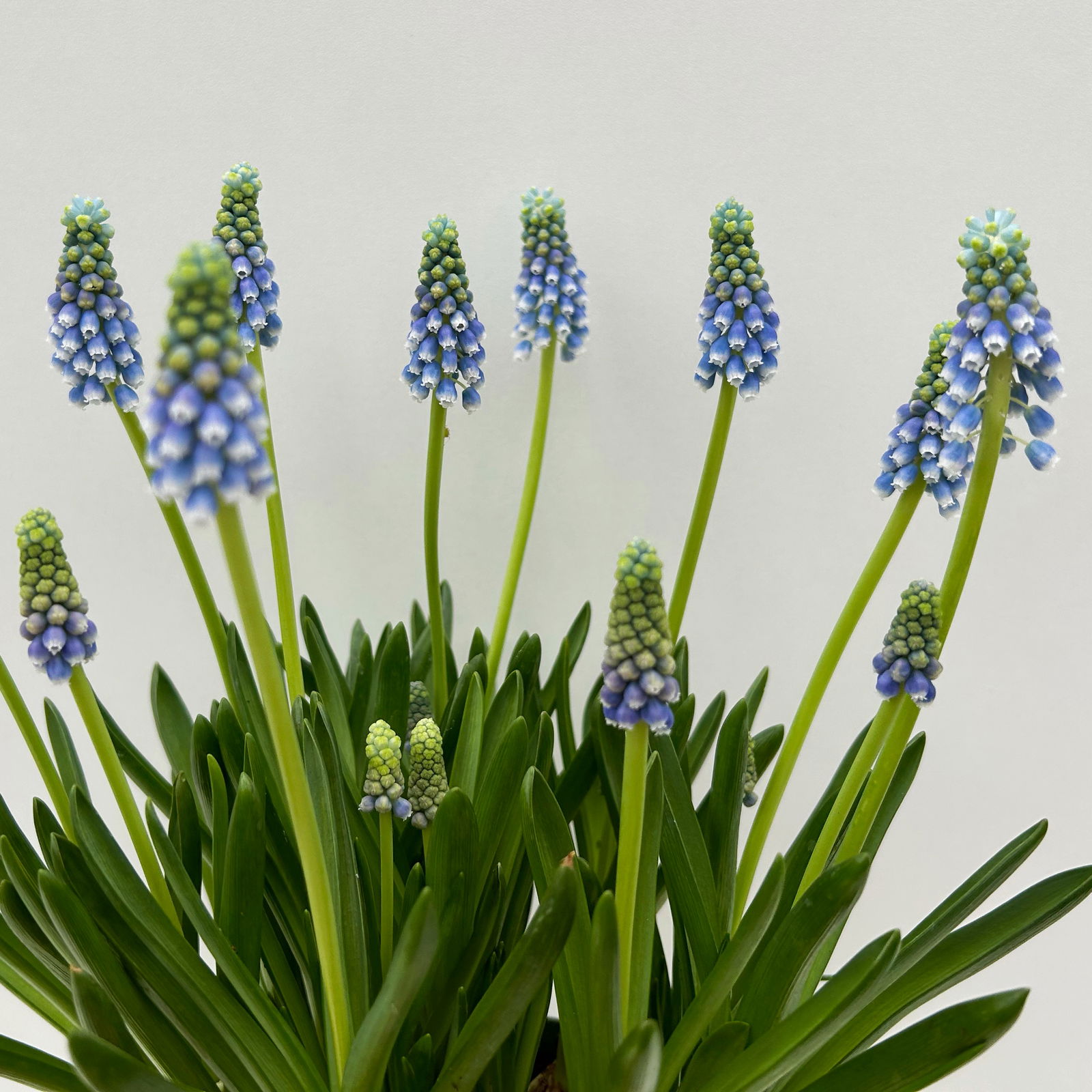 Traubenhyazinthe 'Julia' blau mit weiß, Topf -Ø 15 cm, 3 Pflanzen