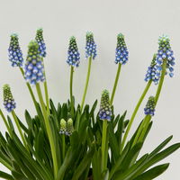 Traubenhyazinthe 'Julia' blau mit weiß, Topf -Ø 15 cm, 3 Pflanzen