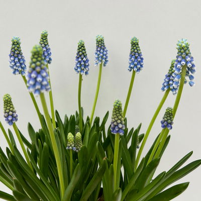 Traubenhyazinthe 'Julia' blau mit weiß, Topf -Ø 15 cm, 3 Pflanzen Traubenhyazinthe 'Julia' blau mit weiß, Topf -Ø 15 cm, 3 Pflanzen