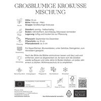 XXL Großblumige Krokusse Mischung, 10 Blumenzwiebeln