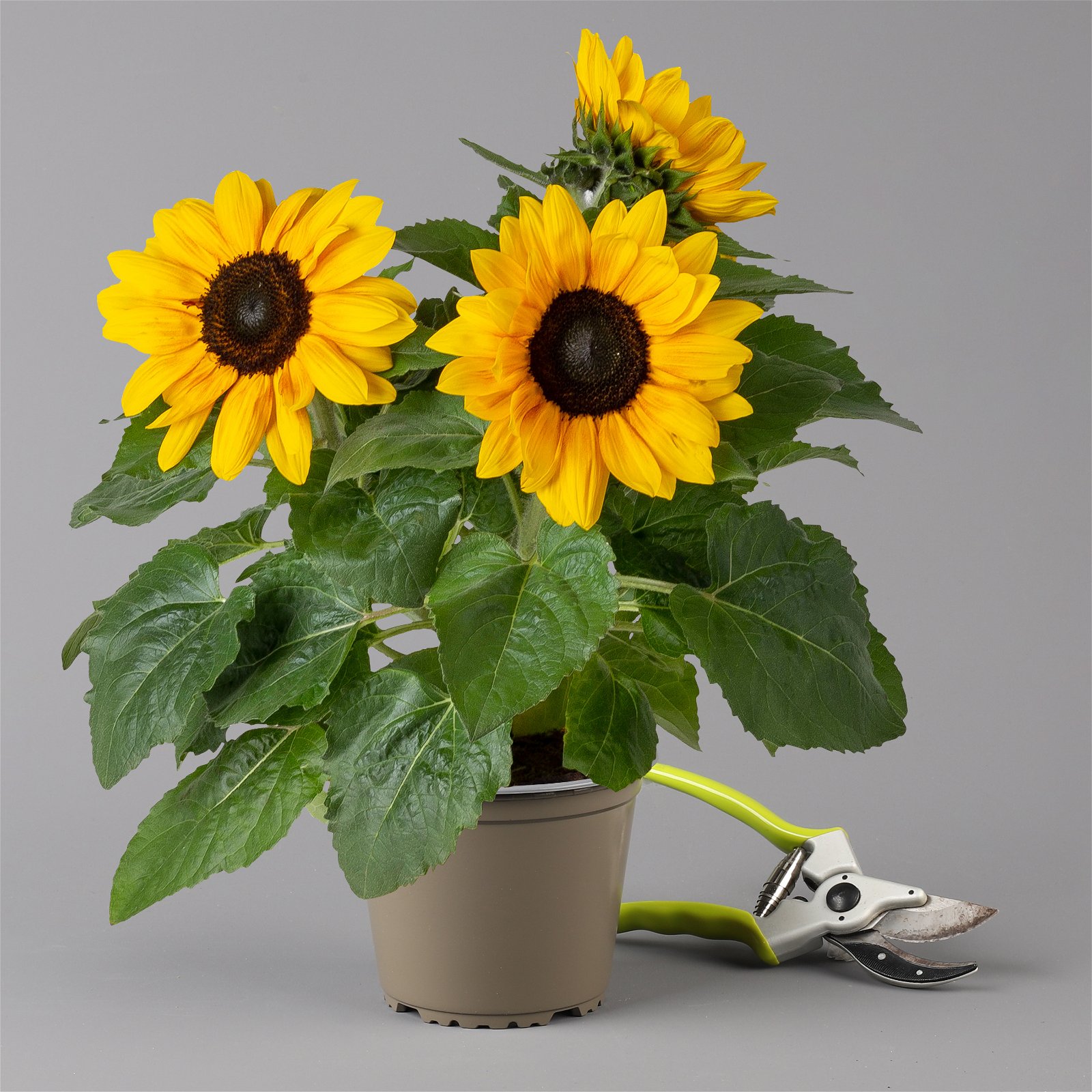 Sonnenblume verzweigt gelb, Topf-Ø 15 cm, 2er-Set
