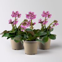 Bio Bergenie 'Abendkristall' rosa, Topf-Ø 12 cm, 3 Pflanzen Bio Bergenie 'Abendkristall' rosa, Topf-Ø 12 cm, 3 Pflanzen