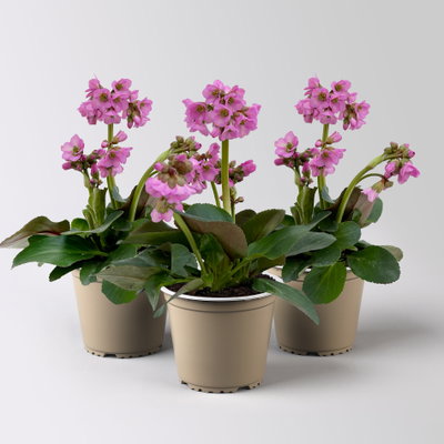 Bio Bergenie 'Abendkristall' rosa, Topf-Ø 12 cm, 3 Pflanzen Bio Bergenie 'Abendkristall' rosa, Topf-Ø 12 cm, 3 Pflanzen