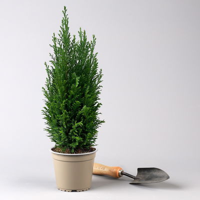 Blaue Kegelzypresse 'Ellwoodii', Topf-Ø 13 cm, 6 Pflanzen Blaue Kegelzypresse 'Ellwoodii', Topf-Ø 13 cm, 6 Pflanzen