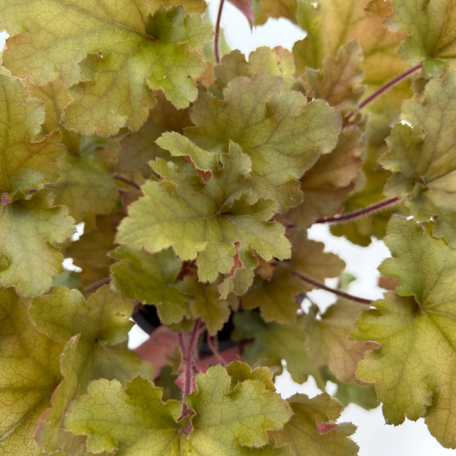Bio Purpurglöckchen 'Marmalade®', kupfer/purpur, Topf-Ø 12 cm, 3 Pflanzen Bio Purpurglöckchen 'Marmalade®', kupfer/purpur, Topf-Ø 12 cm, 3 Pflanzen