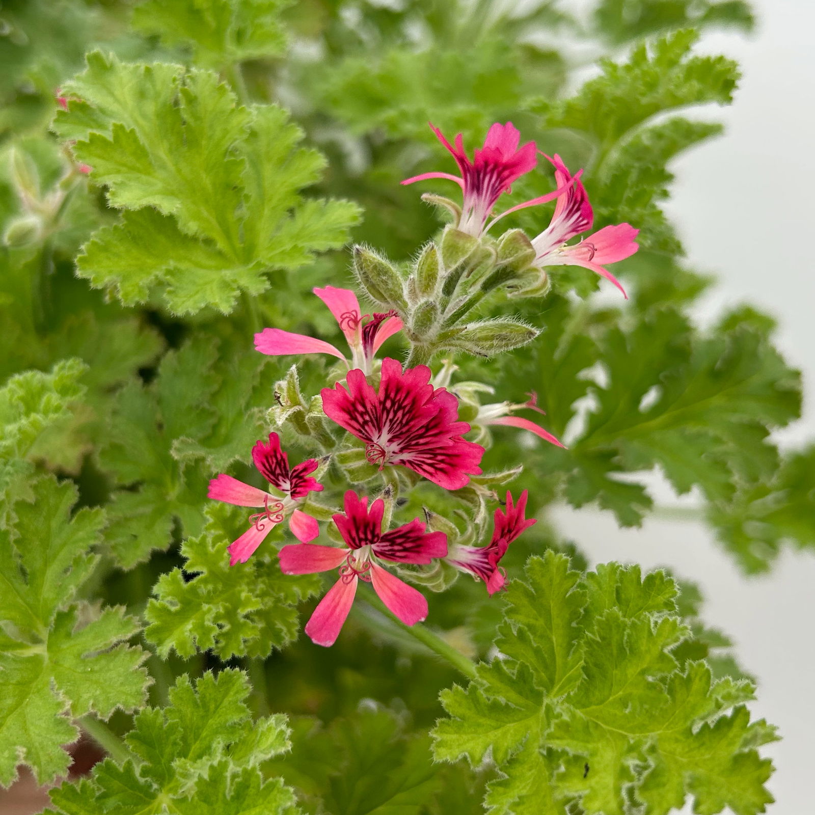 Duftgeranie 'Freshfruity® Choco Fresh', Topf-Ø 12 cm, 6 Pflanzen