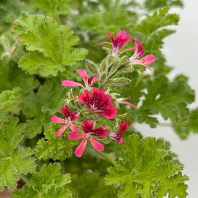 Duftgeranie 'Freshfruity® Choco Fresh', Topf-Ø 12 cm, 6 Pflanzen