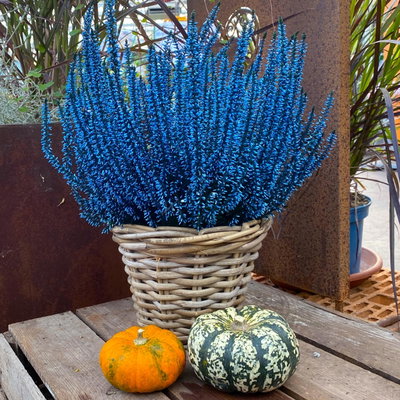 Knospenheide 'Picasso', blau gefärbt, Topf-Ø 12 cm, 6 Pflanzen Knospenheide 'Picasso', blau gefärbt, Topf-Ø 12 cm, 6 Pflanzen