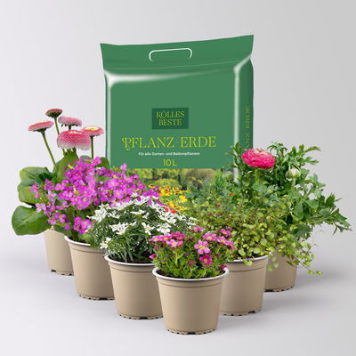 Pflanzenkreation Gartenromantik, 6 Pflanzen inkl. Erde Pflanzenkreation Gartenromantik, 6 Pflanzen inkl. Erde