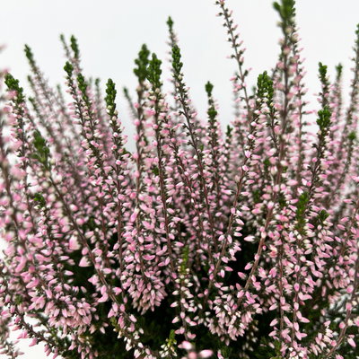 Knospenheide, rosa, Topf-Ø 12 cm, 6 Pflanzen Knospenheide, rosa, Topf-Ø 12 cm, 6 Pflanzen