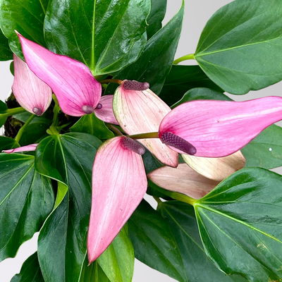 Flamingoblume 'Zizou' lila-dunkelrosa, Topf-Ø 12 cm Flamingoblume 'Zizou' lila-dunkelrosa, Topf-Ø 12 cm