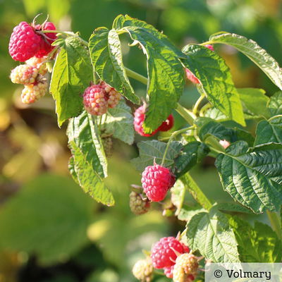 Zwerg-Himbeere Summer Lovers® 'Patio Red', 5 l Topf Zwerg-Himbeere Summer Lovers® 'Patio Red', 5 l Topf