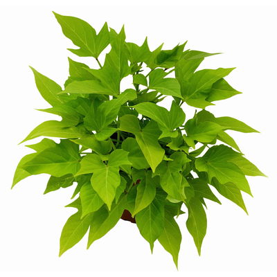 Süßkartoffel, helllaubig, Zierform, Topf-Ø 12 cm. 6 Pflanzen