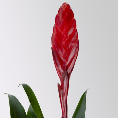 Vrisea 'Astrid', rot, Topf-Ø 12 cm, Höhe ca. 35 cm, 2 Pflanzen Vrisea 'Astrid', rot, Topf-Ø 12 cm, Höhe ca. 35 cm, 2 Pflanzen