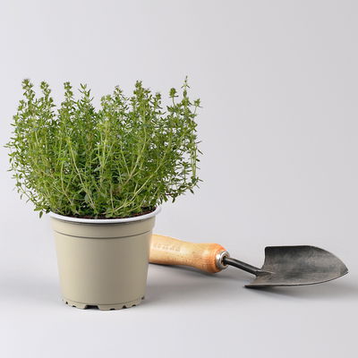 Bio Thymian, Topf-Ø 12cm