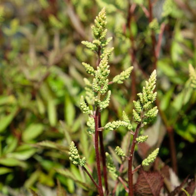 Bio Prachtspiere weiß, Topf 11x11 cm, 3 Pflanzen Bio Prachtspiere weiß, Topf 11x11 cm, 3 Pflanzen