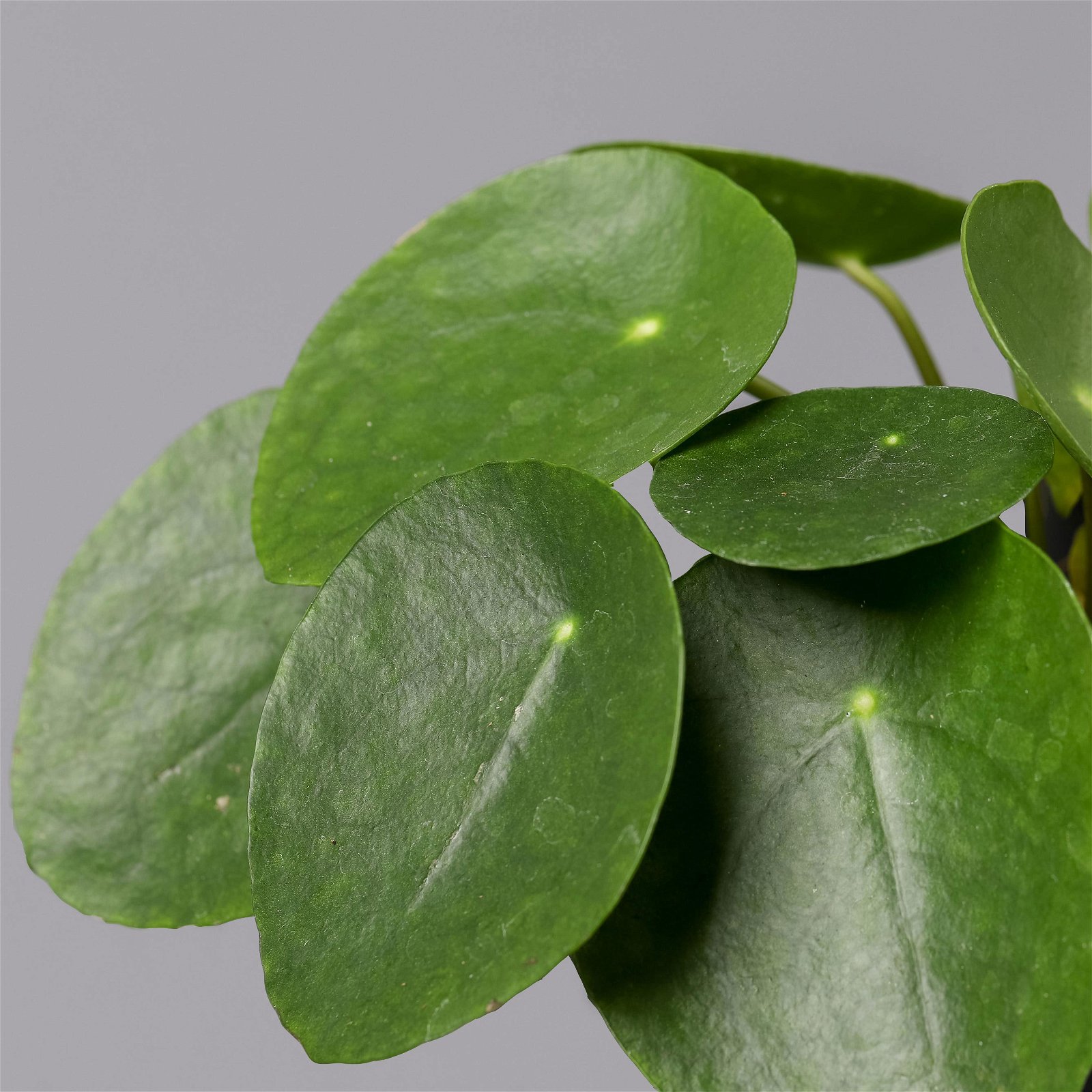 Pilea peperomioides in Keramiktopf Lauren grün, Topf-Ø 12 cm, Höhe ca. 20 cm
