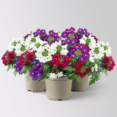 Eisenkraut 'Trio', weiß-blau-purple, Topf-Ø 12 cm, 3 Pflanzen Eisenkraut 'Trio', weiß-blau-purple, Topf-Ø 12 cm, 3 Pflanzen