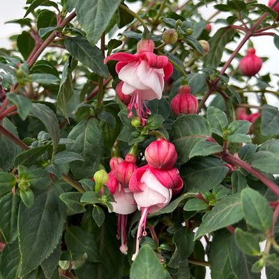 Fuchsie, Stamm, Farbe zufällig, Topf-Ø 23 cm Fuchsie, Stamm, Farbe zufällig, Topf-Ø 23 cm