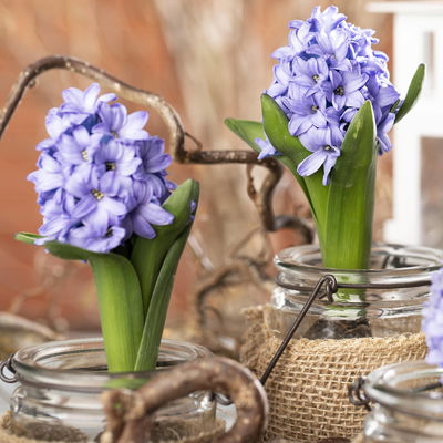 Hyazinthe, blau, vorgetrieben, Topf-Ø 9 cm, 9 Pflanzen