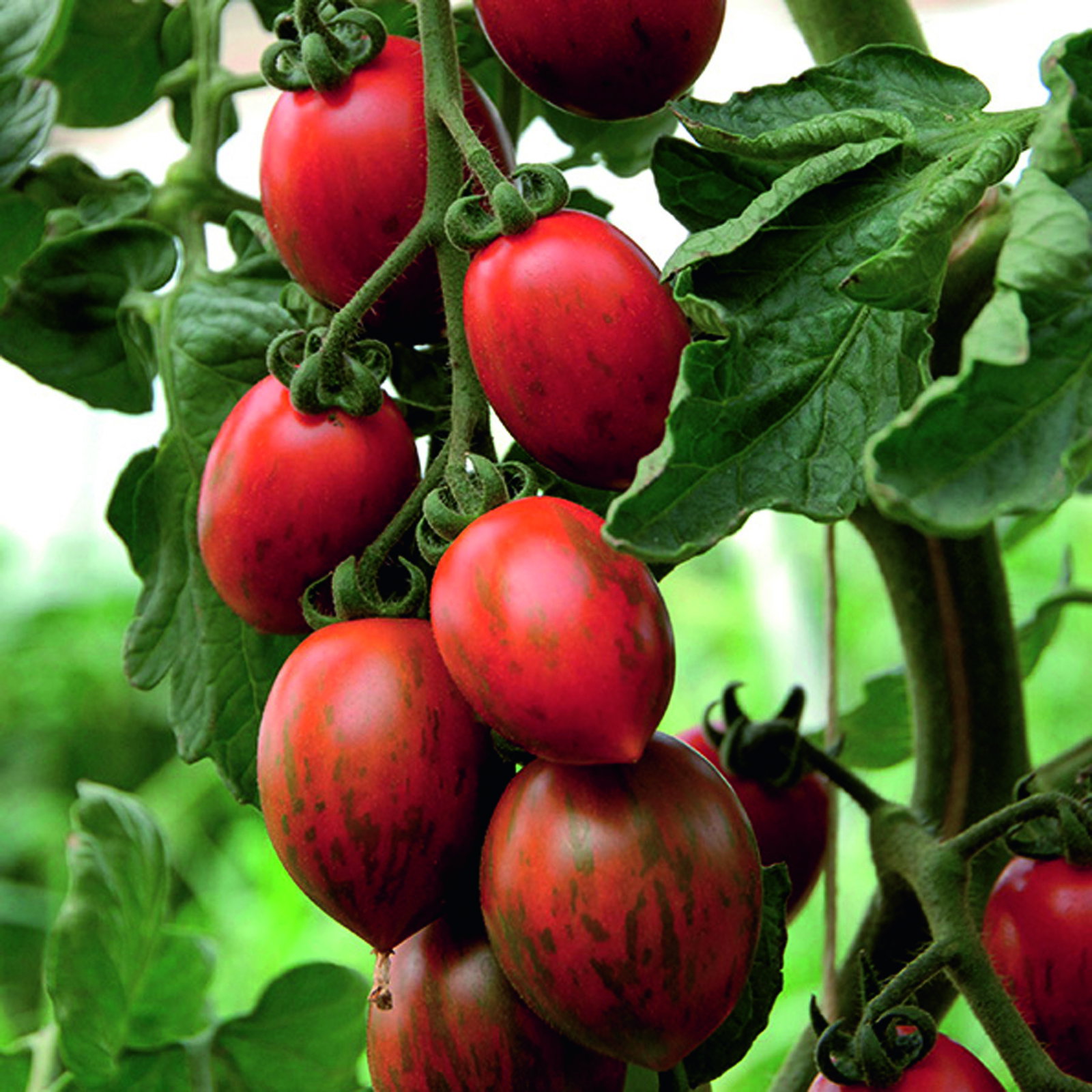 Bio Pflaumentomate 'Cookie', Topf-Ø 12 cm, 3 Pflanzen