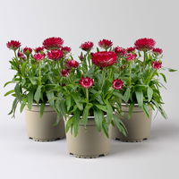 Strohblume, pinkrot, Topf- Ø 15 cm, 3 Pflanzen