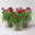 Strohblume, pinkrot, Topf- Ø 15 cm, 3 Pflanzen Strohblume, pinkrot, Topf- Ø 15 cm, 3 Pflanzen