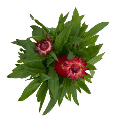 Strohblume rot, Topf- Ø 12 cm, 6 Stück