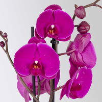 Phalaenopsis lila, 2 Rispen, Topf-Ø 12 cm, Höhe ca. 60 cm