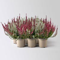 Calluna 'Twin', rot-weiß, Topf-Ø 10,5 cm, 6 Pflanzen