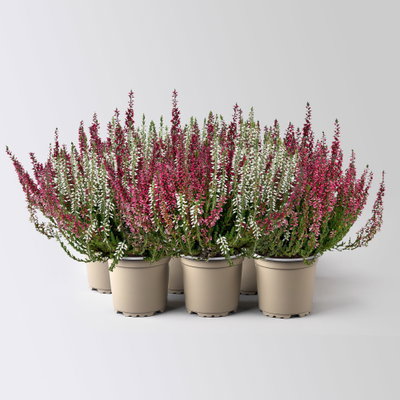 Calluna 'Twin', rosa-weiß, Topf-Ø 10,5 cm, 6 Pflanzen Calluna 'Twin', rosa-weiß, Topf-Ø 10,5 cm, 6 Pflanzen