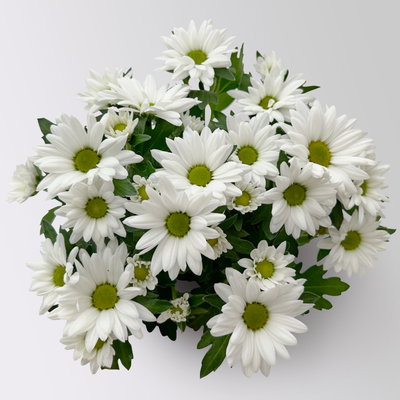 Chrysanthemen 'Swifty', weiß, Topf-Ø 10,5 cm, 6 Pflanzen