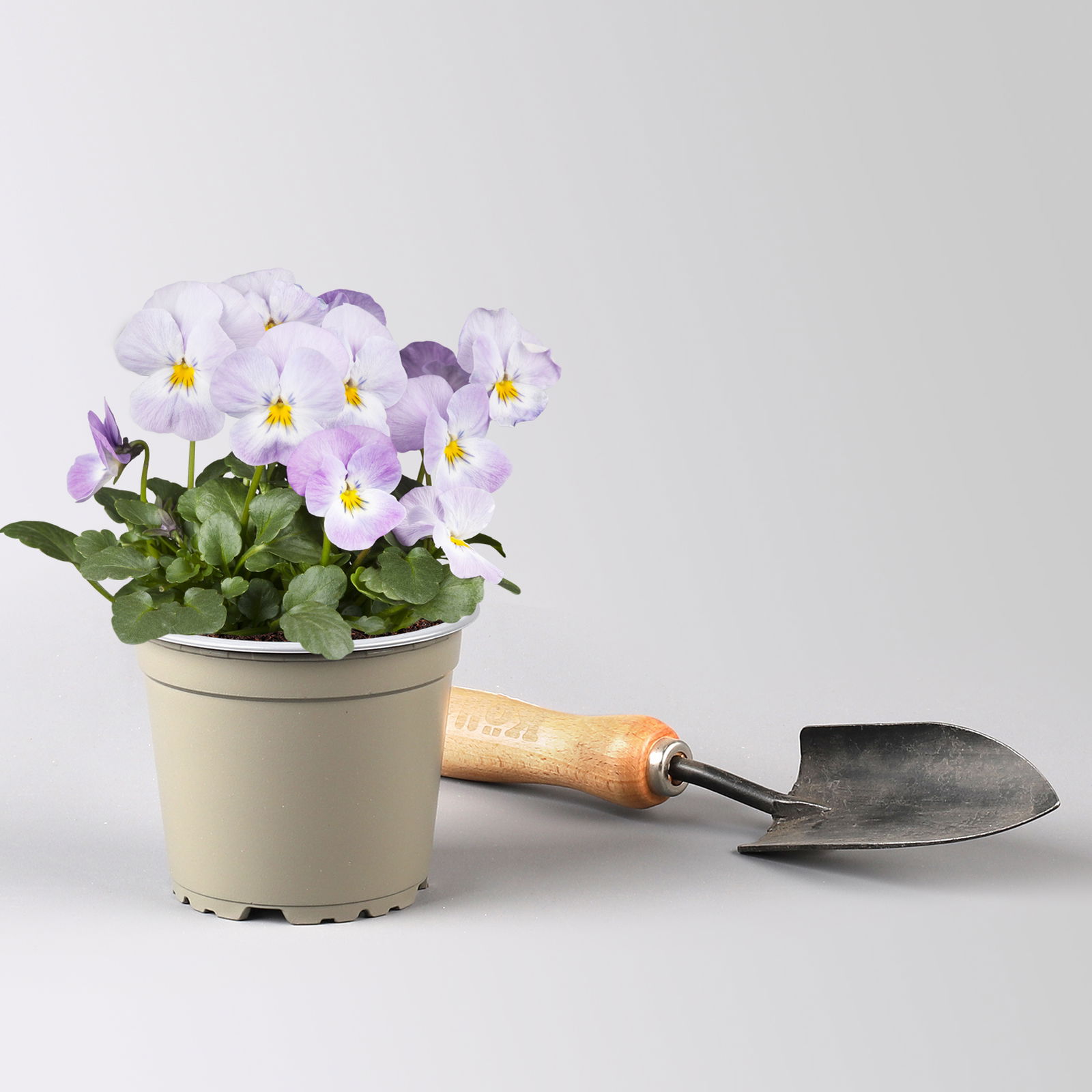 Pflanzen-Set Lila Frühlingsboten, 12 Pflanzen inkl. Erde