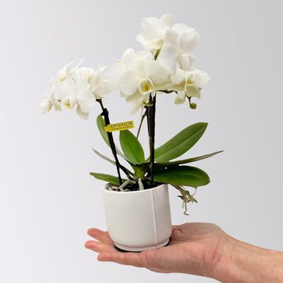 Mini-Phalaenopsis mit Keramiktopf, weiß, Topf-Ø 7 cm, 2 Pflanzen