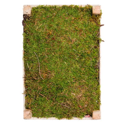 Wald-, Kugel- und Silbermoos in der Holzkiste, 3er-Set