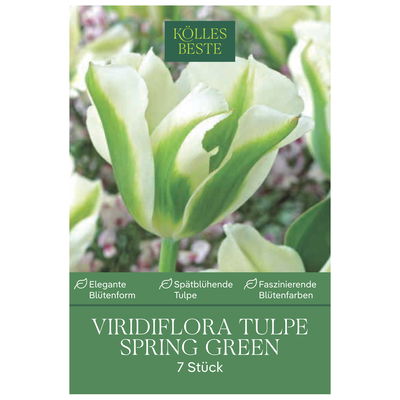 Kölles Beste Viridiflora Tulpen Spring Green weiß/grün gestreift, 7 Stück