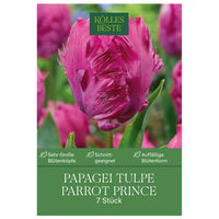 Späte Papagei-Tulpen 'Parrot Prince', purpur, Größe 11/12, 7 Blumenzwiebeln