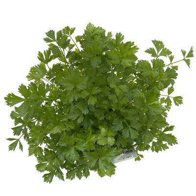 Schnittsellerie, Kölle Bio, 12cm Topf, frisch aus unserer Bio-Gärtnerei Schnittsellerie, Kölle Bio, 12cm Topf, frisch aus unserer Bio-Gärtnerei