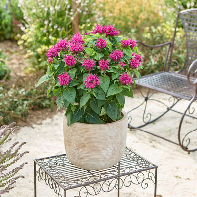 Kölles Beste Indianernessel 'Melua Violet' violett, 3 Liter Topf Kölles Beste Indianernessel 'Melua Violet' violett, 3 Liter Topf