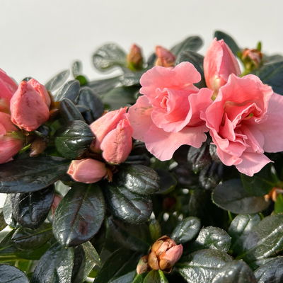 Azalee Hortinno® 'Christine Matton', rosa, gefüllt, Topf-Ø 13 cm, 3 Pflanzen