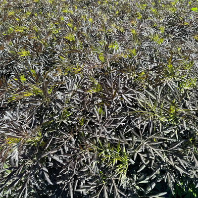 Rotlaubiger Holunder 'Black Lace'® ('Eva'PBR) Rotlaubiger Holunder 'Black Lace'® ('Eva'PBR)