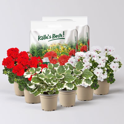 Pflanzenkreation Geranienzauber, groß, 6 Pflanzen inkl. Erde