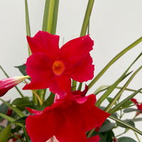 Mixtopf Dipladenia mit Keulenlilie, Farbe zufällig, Topf-Ø 26 cm