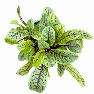 Blutampfer, Kölle Bio, 12cm Topf, frisch aus unserer Bio-Gärtnerei Blutampfer, Kölle Bio, 12cm Topf, frisch aus unserer Bio-Gärtnerei