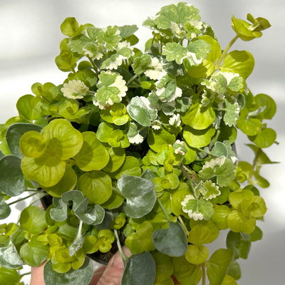 Blattschmuckpflanzen-Trio, grün-weiß, Topf-Ø 13 cm, 6 Pflanzen